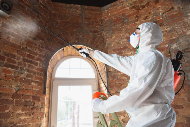 Environmental Consulting for Mold Prevention in Pistakee Highlands, IL